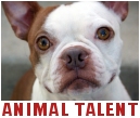 Animal Talent